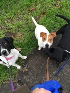 Stevie, Ruby and Roxy