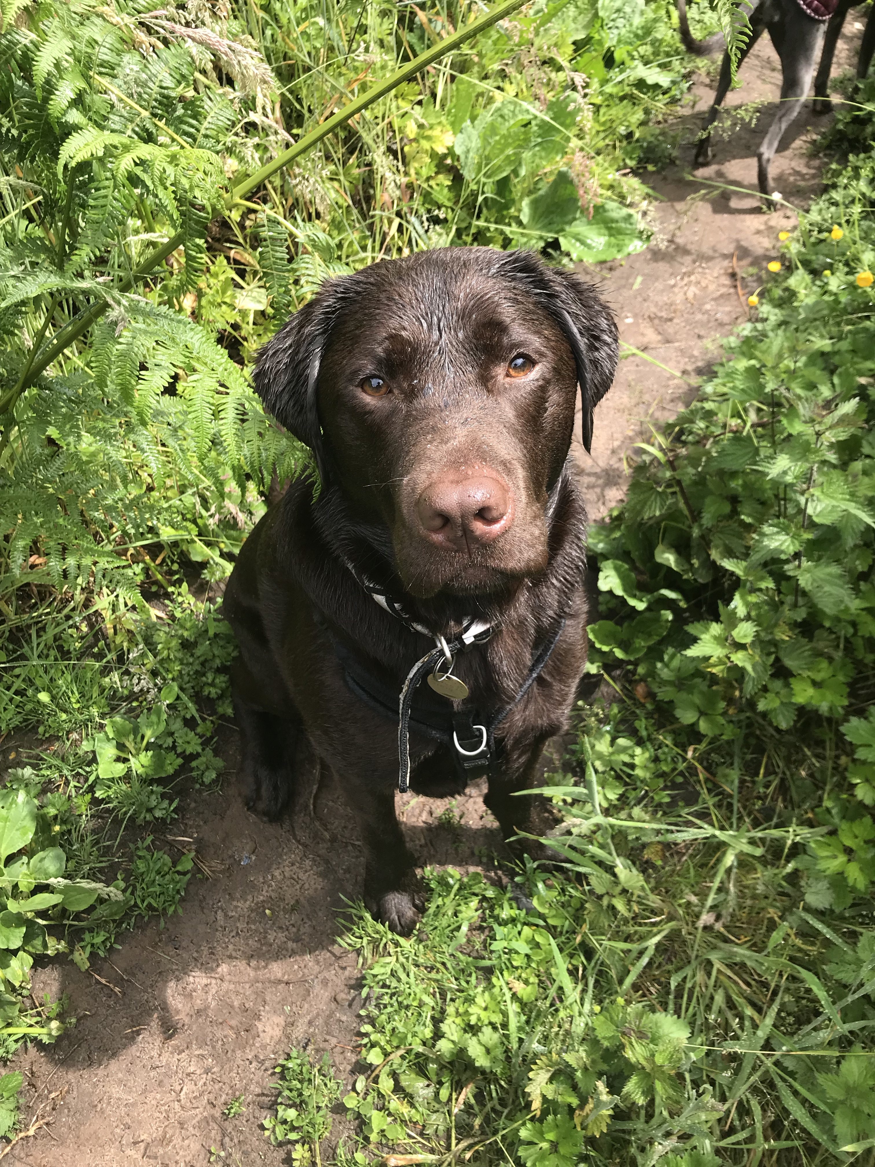 Lex the labrador sitting